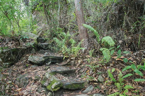 Whitsundays Tropical Rainforest, Waterfalls And Airlie Beach Eco Experience - Accommodation Mount Tamborine 16