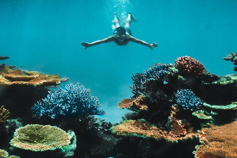 Great Barrier Reef Cruise From Townsville Or Magnetic Island - Accommodation Mount Tamborine 11