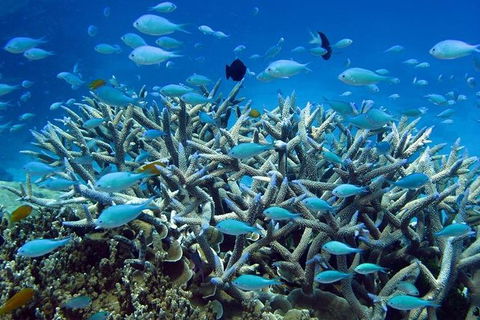 Great Barrier Reef Cruise From Townsville Or Magnetic Island - Accommodation Mount Tamborine 14