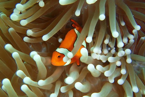 Great Barrier Reef Cruise From Townsville Or Magnetic Island - Accommodation Mount Tamborine 9