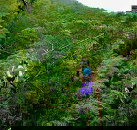 Tamborine Mountain Daily Service Treetop Challenge and Thunderbird Park - Accommodation Mount Tamborine