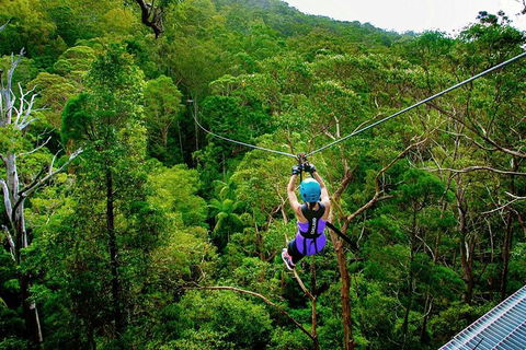Tamborine Mountain Daily Service, Treetop Challenge And Thunderbird Park - Accommodation Mount Tamborine 0