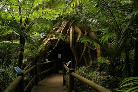 Tamborine Mountain Daily Service, Treetop Challenge And Thunderbird Park - Accommodation Mount Tamborine 7