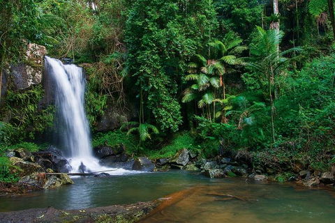 Tamborine Mountain Daily Service, Treetop Challenge And Thunderbird Park - Accommodation Mount Tamborine 5