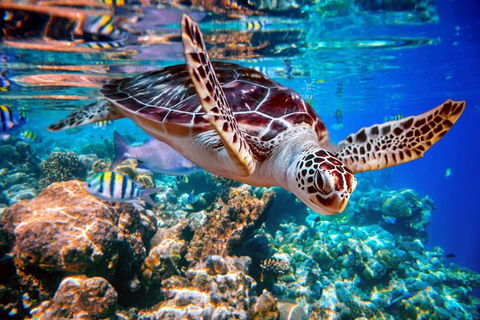 Whitehaven Beach And Hill Inlet Lookout Full-Day Snorkeling Cruise By High-Speed Catamaran - Accommodation Mount Tamborine 9