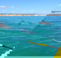 Half-Day Kayak with Dolphins and 4WD Beach Drive from Rainbow Beach - Accommodation Mount Tamborine