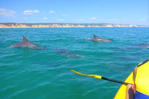 Half-Day Kayak With Dolphins And 4WD Beach Drive From Rainbow Beach - Accommodation Mount Tamborine 0