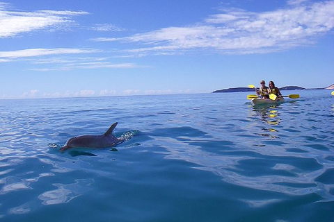 Half-Day Kayak With Dolphins And 4WD Beach Drive From Rainbow Beach - Accommodation Mount Tamborine 9