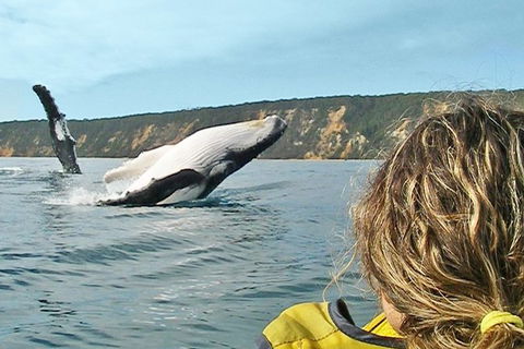 Half-Day Kayak With Dolphins And 4WD Beach Drive From Rainbow Beach - Accommodation Mount Tamborine 7