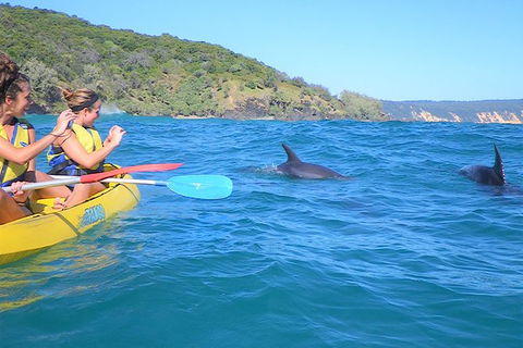 Half-Day Kayak With Dolphins And 4WD Beach Drive From Rainbow Beach - Accommodation Mount Tamborine 3