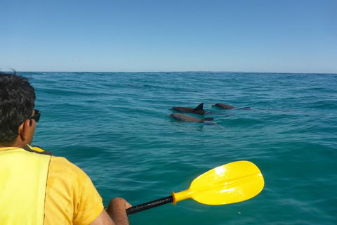 Half-Day Kayak With Dolphins And 4WD Beach Drive From Rainbow Beach - Accommodation Mount Tamborine 6