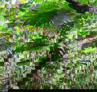 Cape Tribulation Daintree Rainforest and Wildlife Tour - Accommodation Mount Tamborine