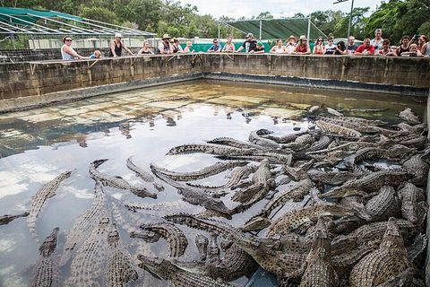Hartley\'s Crocodile Adventures Day Trip From Palm Cove - Accommodation Mount Tamborine 7