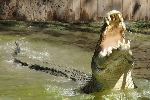 Hartley\'s Crocodile Adventures Day Trip From Palm Cove - Accommodation Mount Tamborine 4