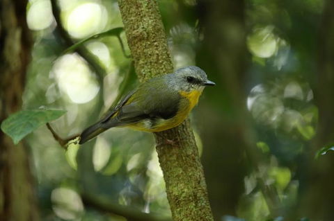 O'Reilly's Lamington National Park And Treetop Canopy Tour - Accommodation Mount Tamborine 3