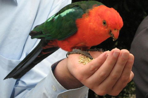 O'Reilly's Lamington National Park And Treetop Canopy Tour - Accommodation Mount Tamborine 1
