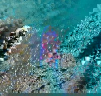 Glass-bottom boat tour with Whitehaven Beach - Accommodation Mount Tamborine