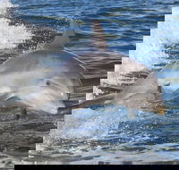 Noosa Oceanrider Scenic Dolphin Safari - Accommodation Mount Tamborine