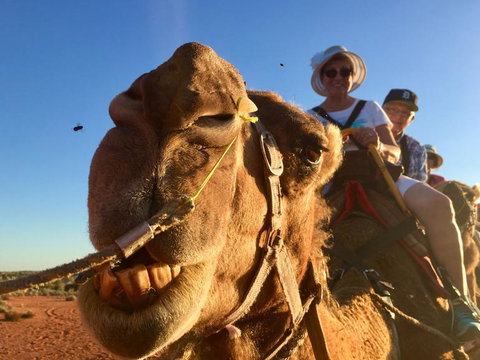 Uluru Small-Group Tour By Camel At Sunrise Or Sunset - Accommodation Mount Tamborine 7