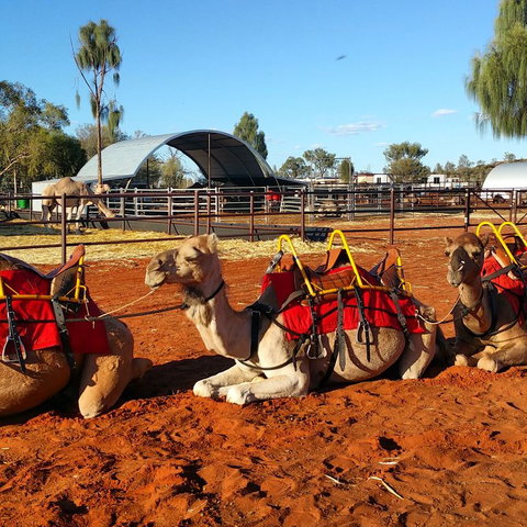Uluru Small-Group Tour By Camel At Sunrise Or Sunset - Accommodation Mount Tamborine 15