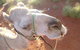 Uluru Small-Group Tour By Camel At Sunrise Or Sunset - thumb 10