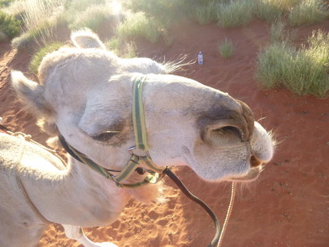 Uluru Small-Group Tour By Camel At Sunrise Or Sunset - Accommodation Mount Tamborine 10