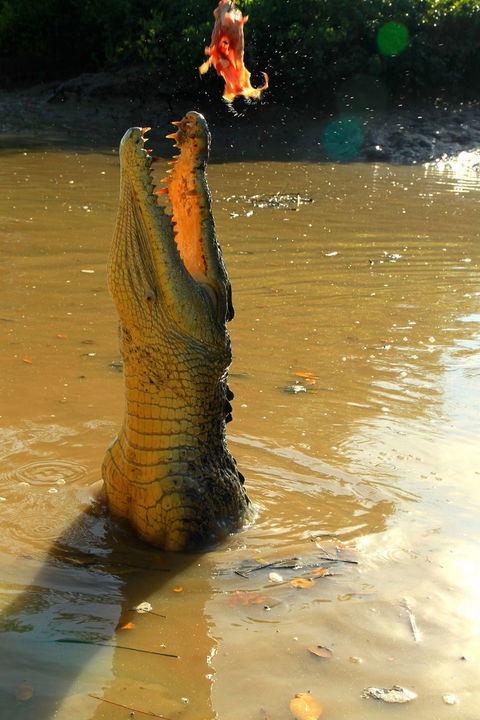 Litchfield And Jumping Crocodiles Full Day Trip From Darwin - Accommodation Mount Tamborine 7
