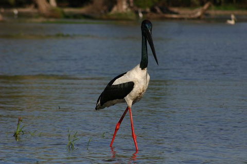 Litchfield And Jumping Crocodiles Full Day Trip From Darwin - Accommodation Mount Tamborine 13