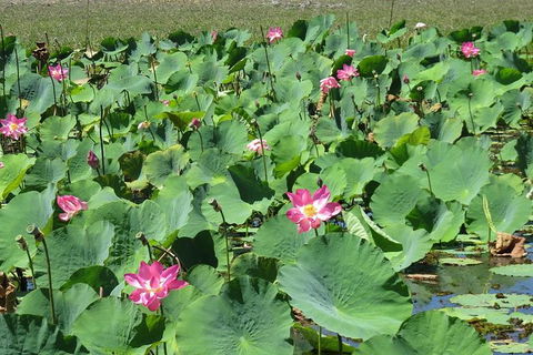 Darwin To Kakadu Day Trip By Air Including Yellow Water Cruise - Accommodation Mount Tamborine 10