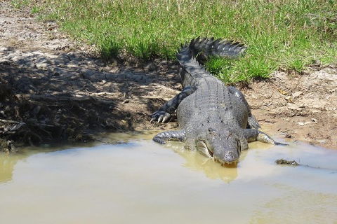 Darwin To Kakadu Day Trip By Air Including Yellow Water Cruise - Accommodation Mount Tamborine 5