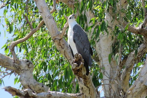 Darwin To Kakadu Day Trip By Air Including Yellow Water Cruise - Accommodation Mount Tamborine 6
