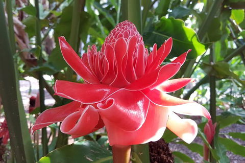 Walk The Darwin Botanic Gardens - Accommodation Mount Tamborine 5