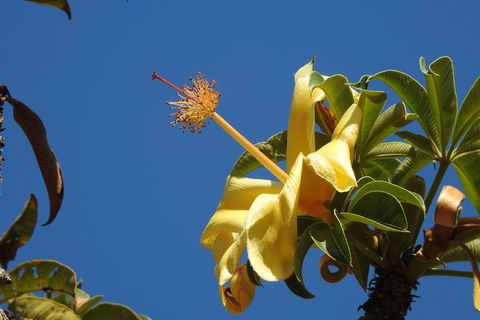 Walk The Darwin Botanic Gardens - Accommodation Mount Tamborine 6