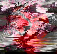 Japanese Sun - Six Tanks 7.00-9.00pm