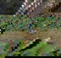 430pm Safari Cruise 1.5 Hours