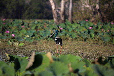 4:30pm Safari Cruise (1.5 Hours) - Accommodation Mount Tamborine 0