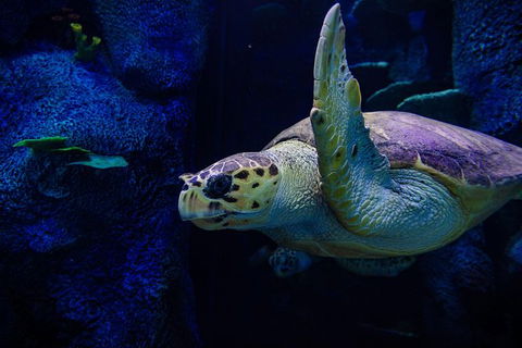 Sydney Attractions Pass: SEA LIFE Aquarium, Sydney Tower Eye, WILD LIFE Zoo And Madame Tussauds - Accommodation Mount Tamborine 7