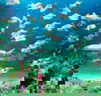 Sydney Pass SEA LIFE Aquarium Sydney Tower Eye WILD LIFE Sydney Sydney Harbour Cruise and Madame Tussauds - Accommodation Mount Tamborine