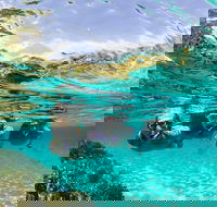 Sydney 3-Hour Snorkeling Tour - Accommodation Mount Tamborine