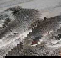 Featherdale Wildlife Park General Admission - Accommodation Mount Tamborine