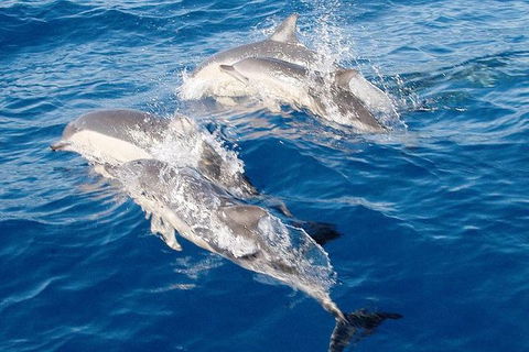 Port Stephens Day Tour From Sydney Including 4WD, Sandboarding And Dolphins - Accommodation Mount Tamborine 0