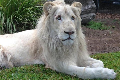 Private Shoalhaven Zoo Experience From Sydney - Accommodation Mount Tamborine 1