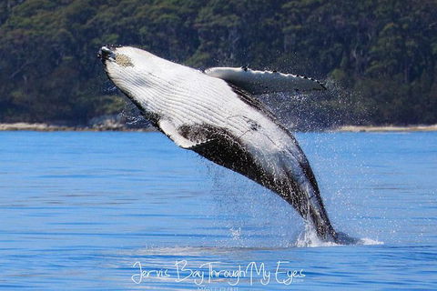 Whale Watching Jervis Bay - Accommodation Mount Tamborine 0