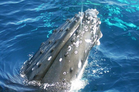 Whale Watching Jervis Bay - Accommodation Mount Tamborine 3