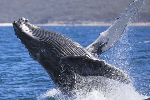 Whale Watching Jervis Bay - Accommodation Mount Tamborine 2