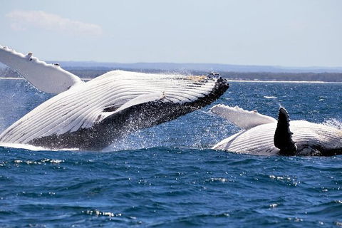 Whale Watching Jervis Bay - Accommodation Mount Tamborine 4