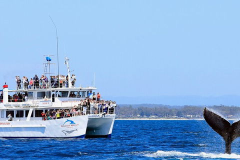 Whale Watching Jervis Bay - Accommodation Mount Tamborine 6