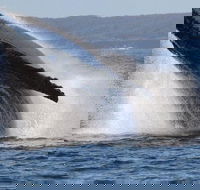 Jervis Bay Whale Watching Tour - Accommodation Mount Tamborine