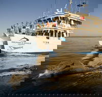 Jervis Bay Dolphin Watch Cruise - Accommodation Mount Tamborine