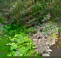 Brindle Creek Walking Track - Accommodation Mount Tamborine